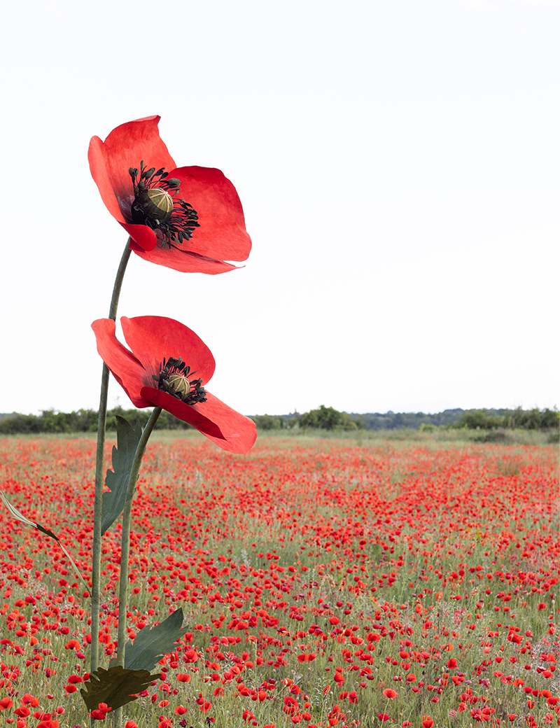 Deux coquelicots géants en papier créés par Étoile Vagabonde au milieu d’un champ de vrais coquelicots Étoile Vagabonde