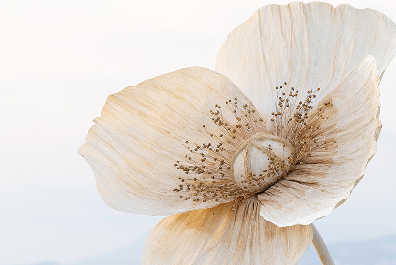 Fleurs xl en papier blanche et coeur fleurs sechées par Étoile Vagabonde